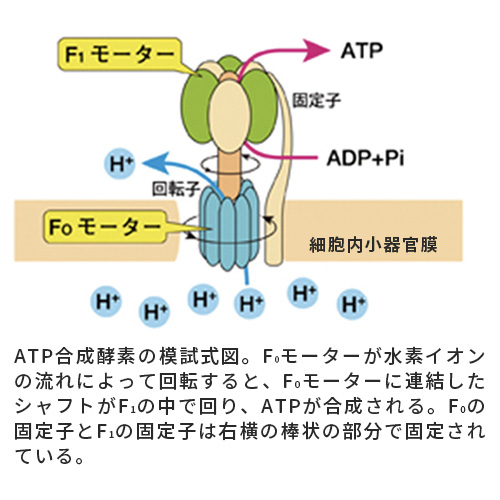 水素の持つパワー 1