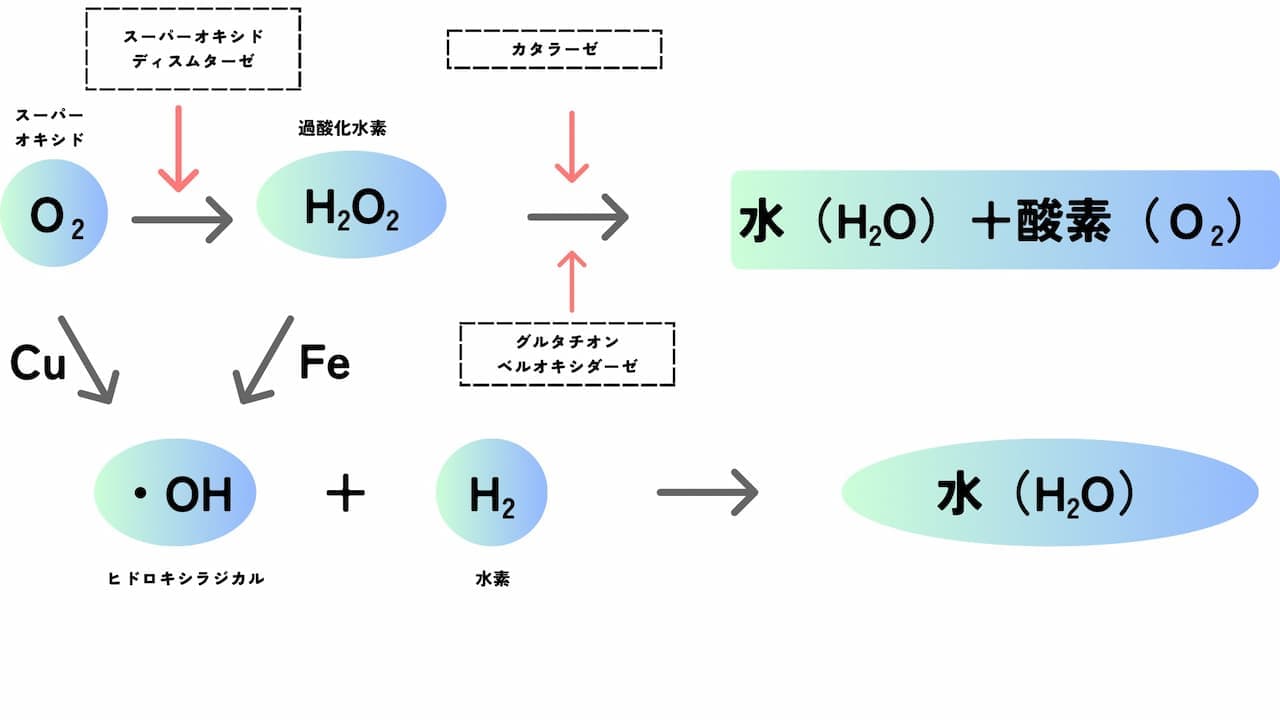 がん治療に水素吸入療法【予後不良と診断された希少患者の体験談】 8 36FF7A5A 0A84 4324 BF26 D515BE9D6AE6 水素を体内に取り入れると、増えすぎてしまった活性酸素と結びつき、無害な水へと変化させて排出させる