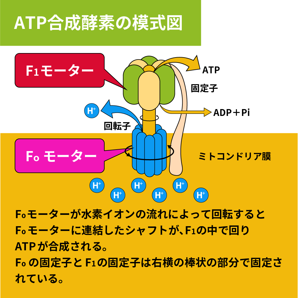 ミトコンドリア内での水素イオン濃度勾配とATP合成酵素によるATP生成（細胞呼吸）の解説図