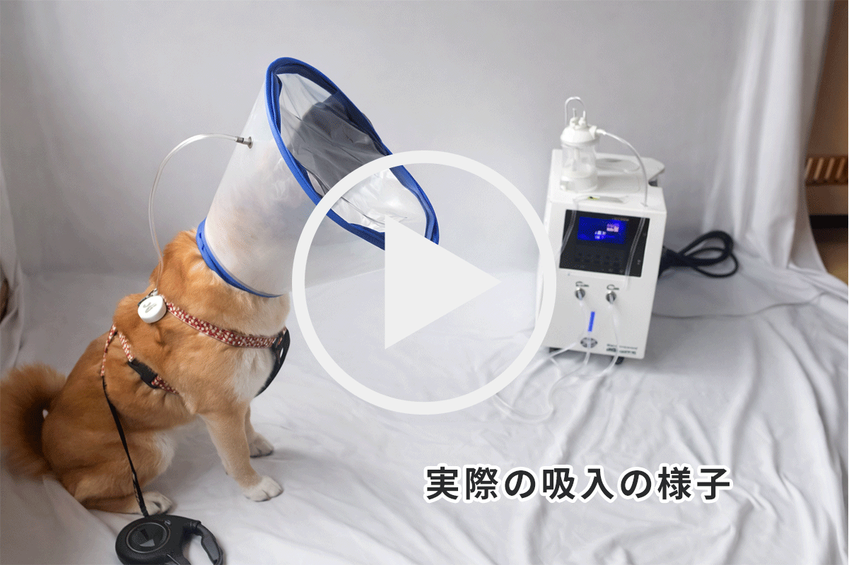 ペット用水素&酸素吸入マスク(特大)/首回り35-45cm用/水素吸入器/ペットちゃんの健康維持・回復に! 2 hydrogen Inhalation for dogs ワンちゃんの水素吸入動画