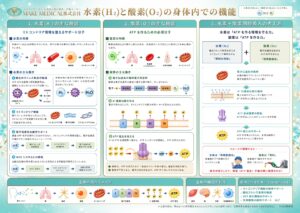 【2026年最新】失敗しない水素吸入器の選び方!水素純度99.99%以上と「非爆発限界濃度」が重要な理由とは? 3 Mechanism of action of hydrogen inhalation Mechanism of action of hydrogen inhalation│水素吸入器│効果メカニズム